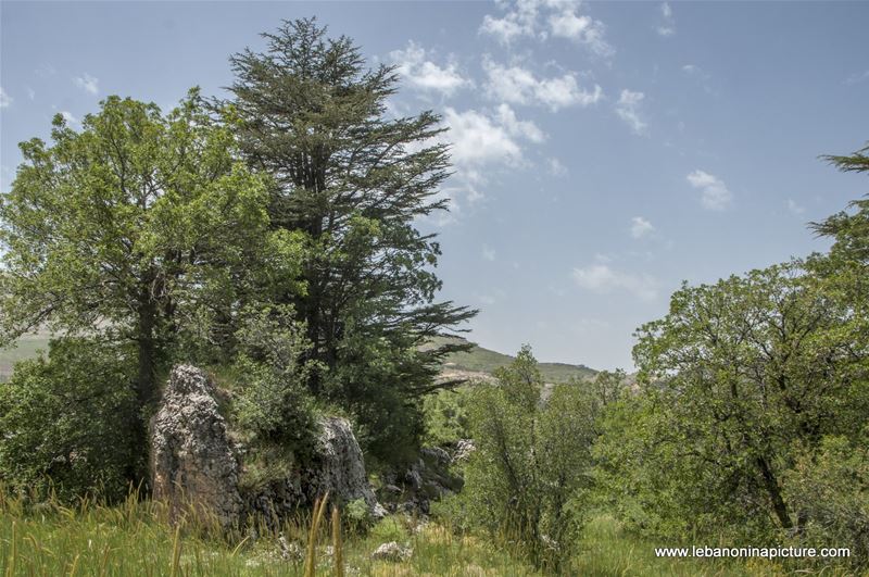Tannourine Cedar Reserve (Arz Tannourine)