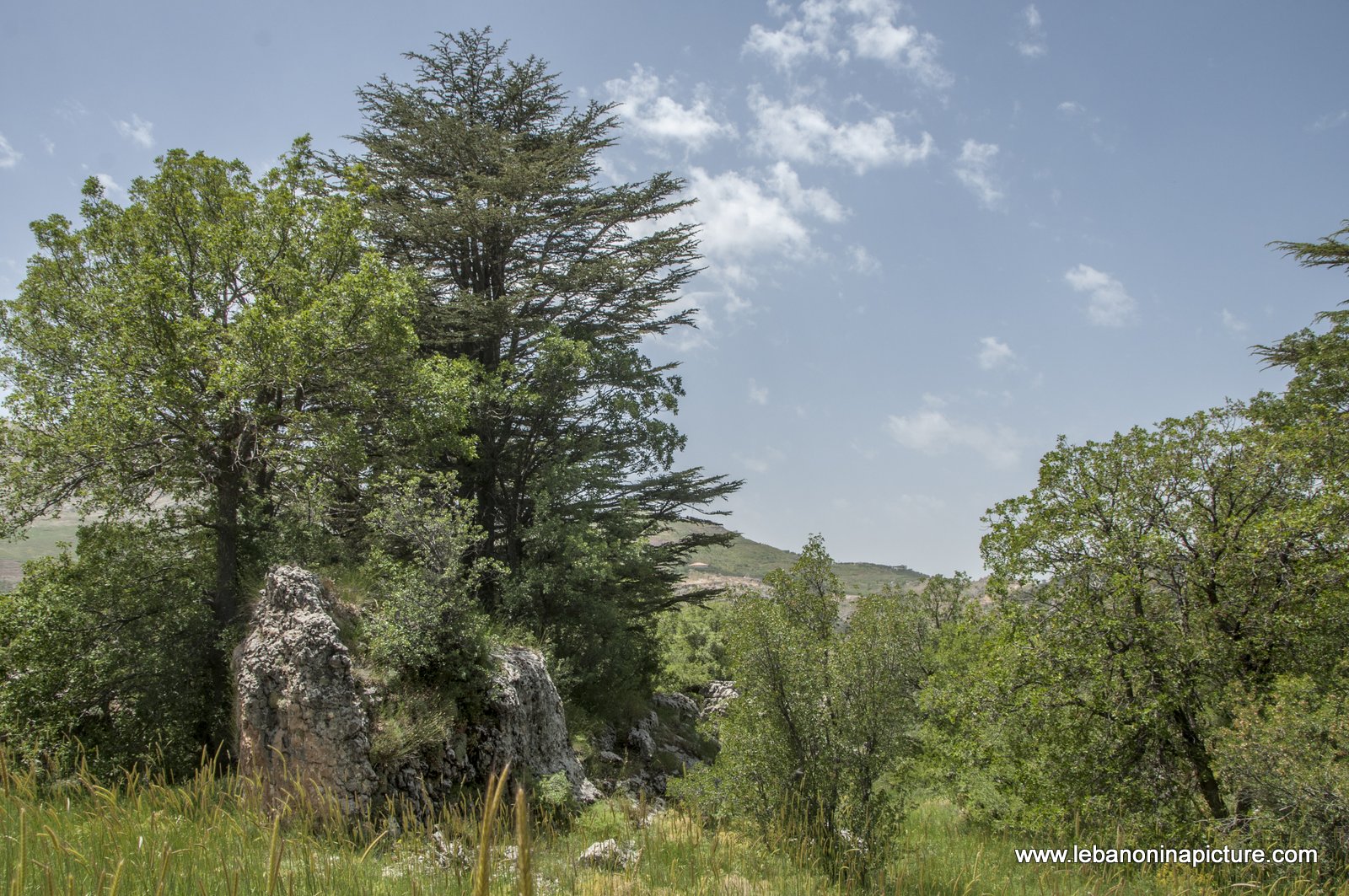 Tannourine Cedar Reserve (Arz Tannourine)