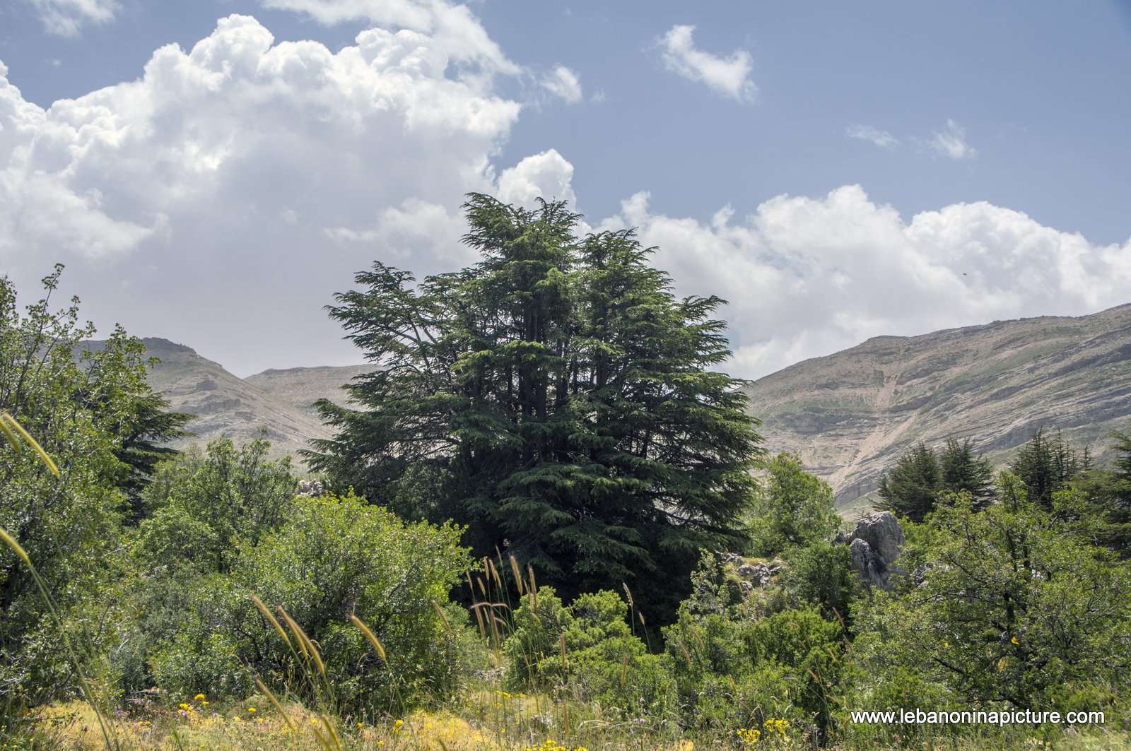 Tannourine Cedar Reserve (Arz Tannourine)