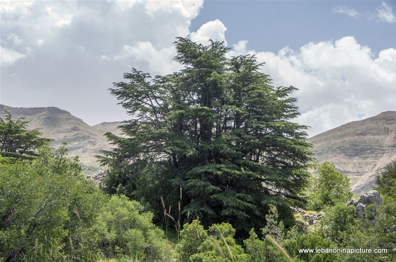 Tannourine Cedar Reserve (Arz Tannourine)