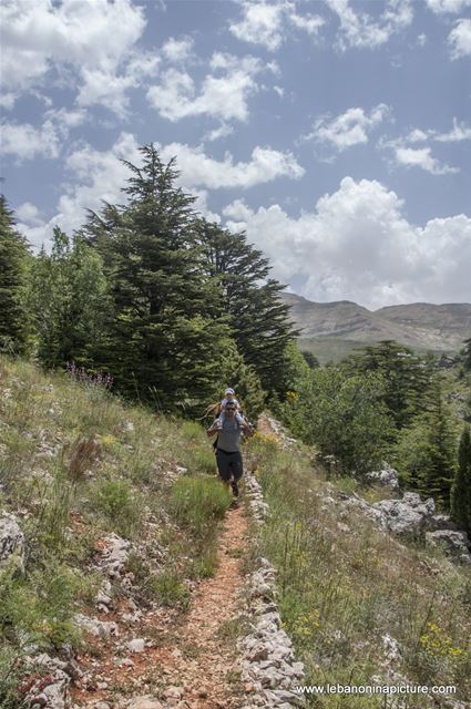 Tannourine Cedar Reserve (Arz Tannourine)