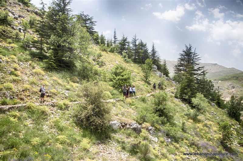 Tannourine Cedar Reserve (Arz Tannourine)