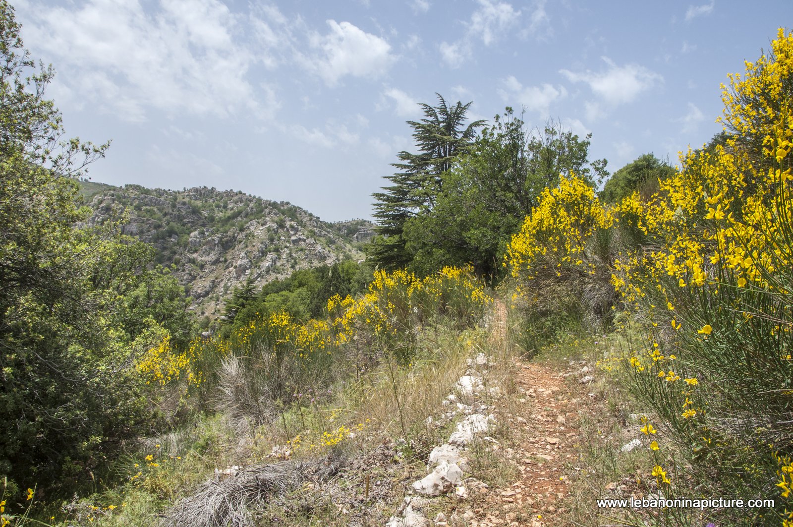 Tannourine Cedar Reserve (Arz Tannourine)