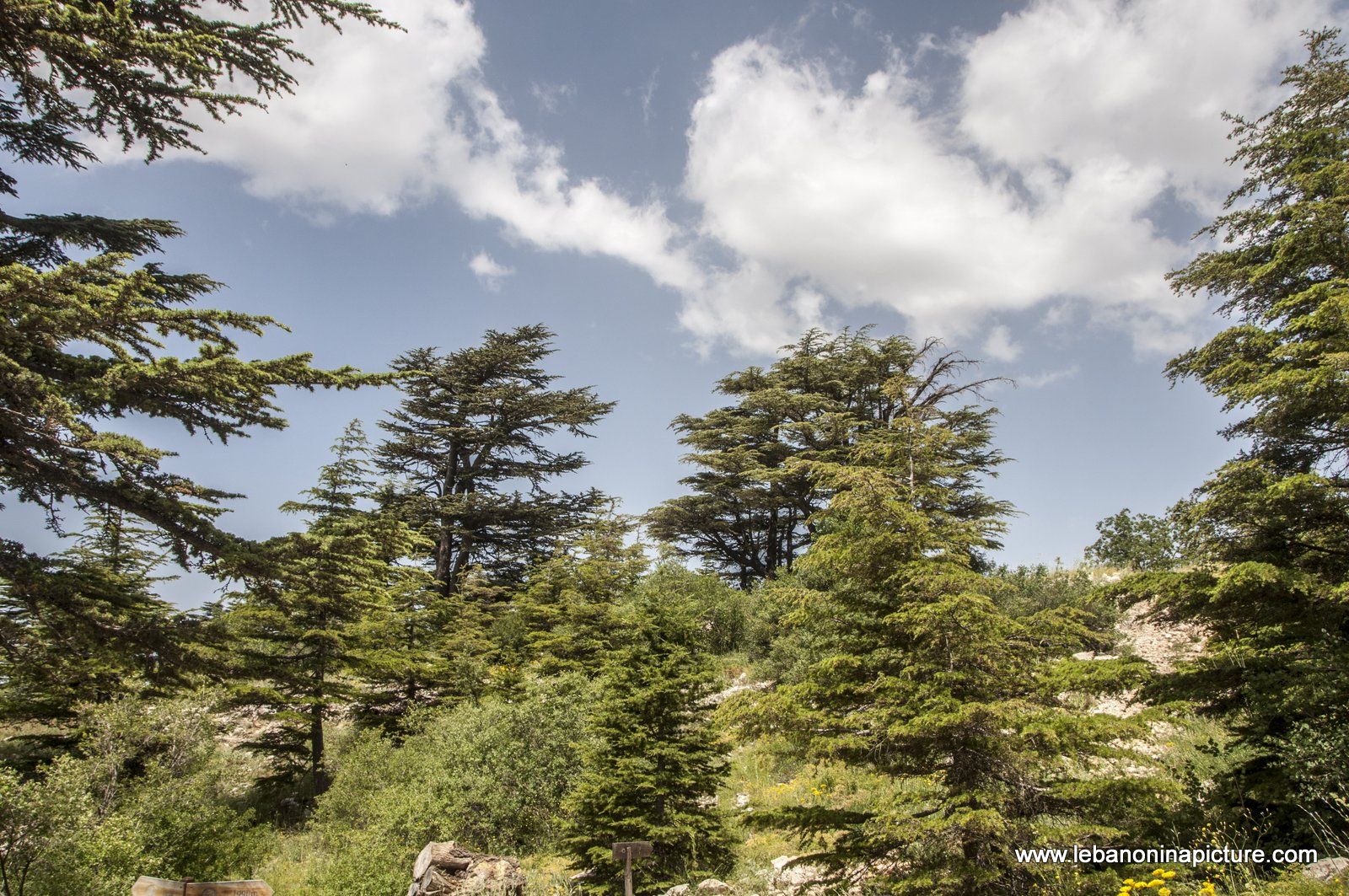 Tannourine Cedar Reserve (Arz Tannourine)