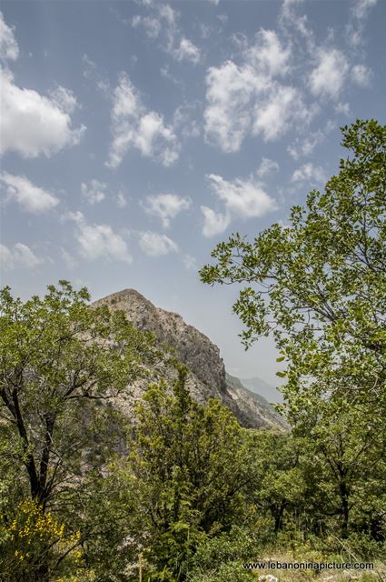 Tannourine Cedar Reserve (Arz Tannourine)