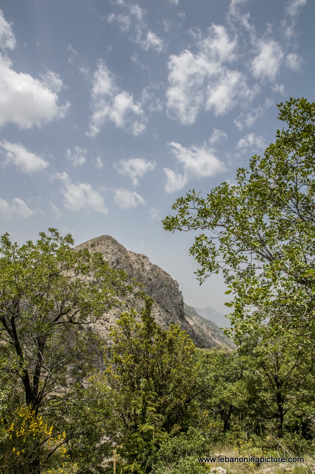 Tannourine Cedar Reserve (Arz Tannourine)