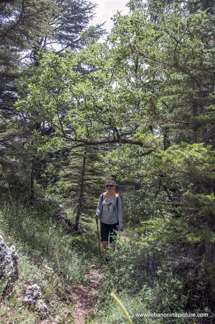 Tannourine Cedar Reserve (Arz Tannourine)