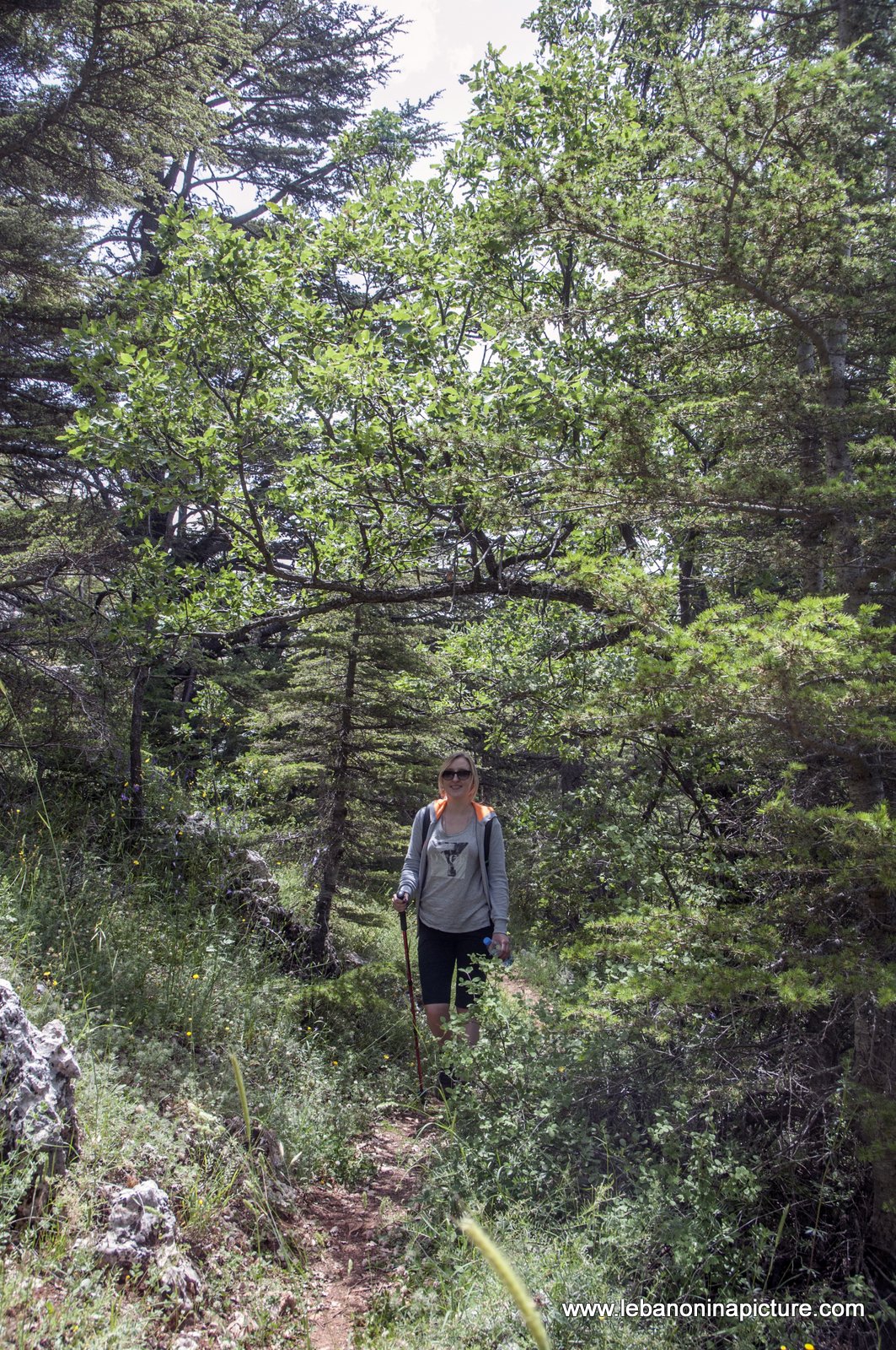 Tannourine Cedar Reserve (Arz Tannourine)