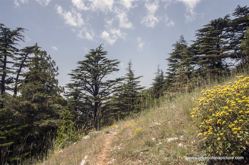 Tannourine Cedar Reserve (Arz Tannourine)