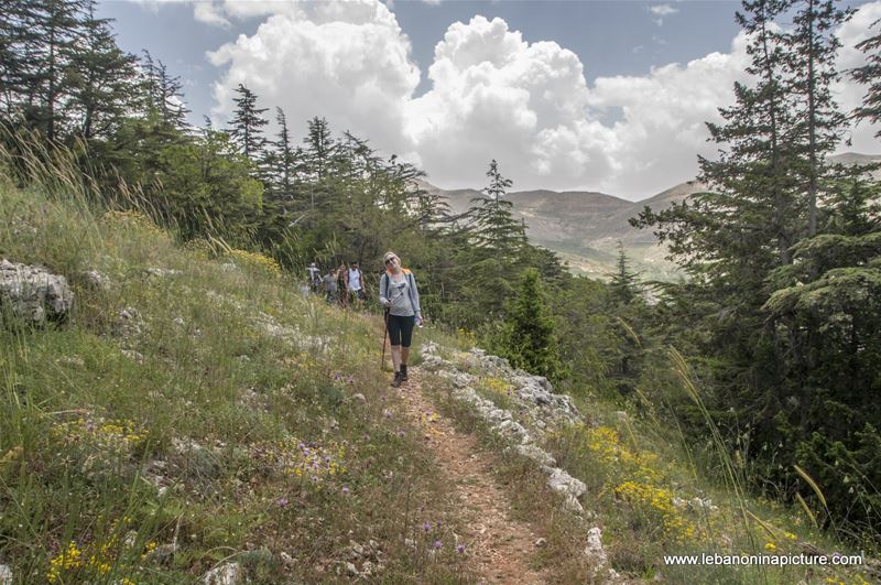 Tannourine Cedar Reserve (Arz Tannourine)