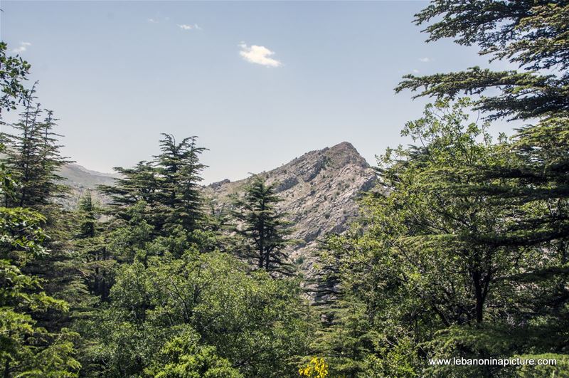 Tannourine Cedar Reserve (Arz Tannourine)