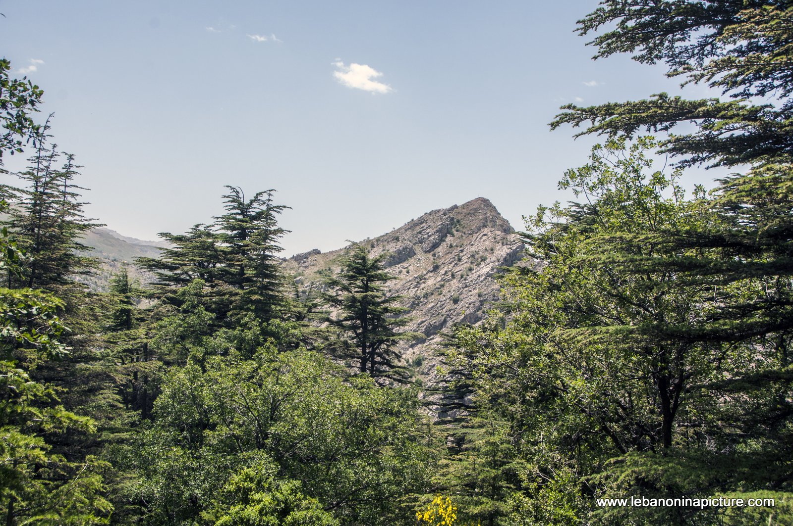 Tannourine Cedar Reserve (Arz Tannourine)