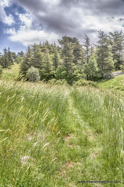 Tannourine Cedar Reserve (Arz Tannourine)