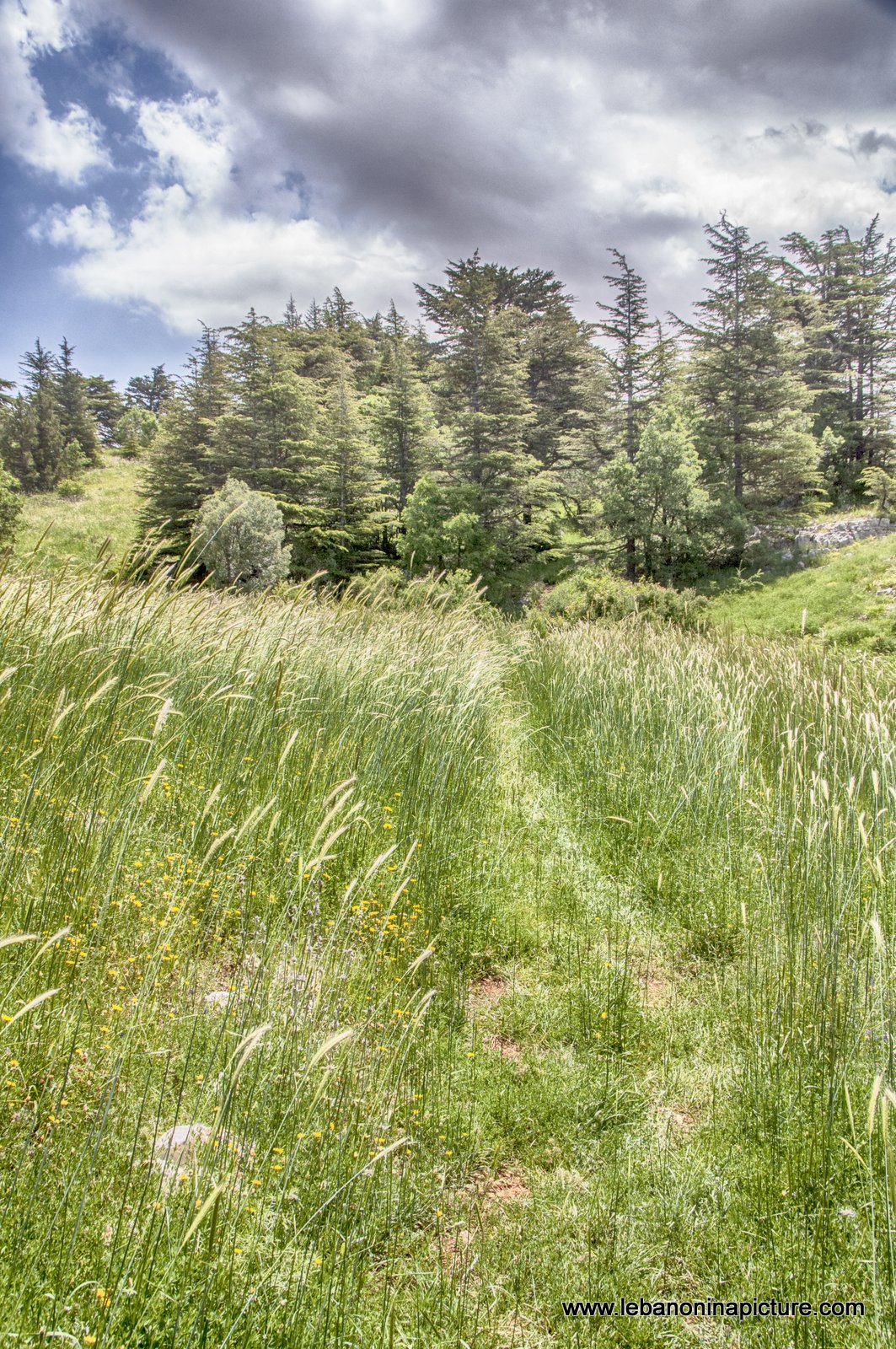Tannourine Cedar Reserve (Arz Tannourine)