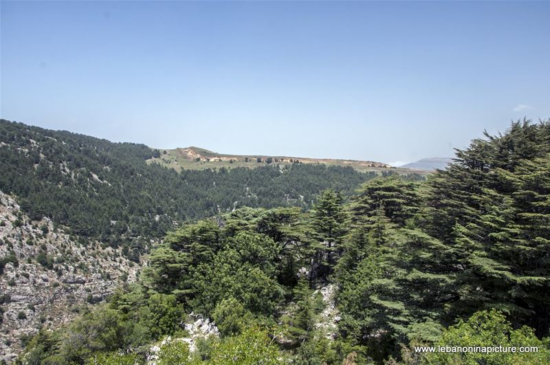 Tannourine Cedar Reserve (Arz Tannourine)