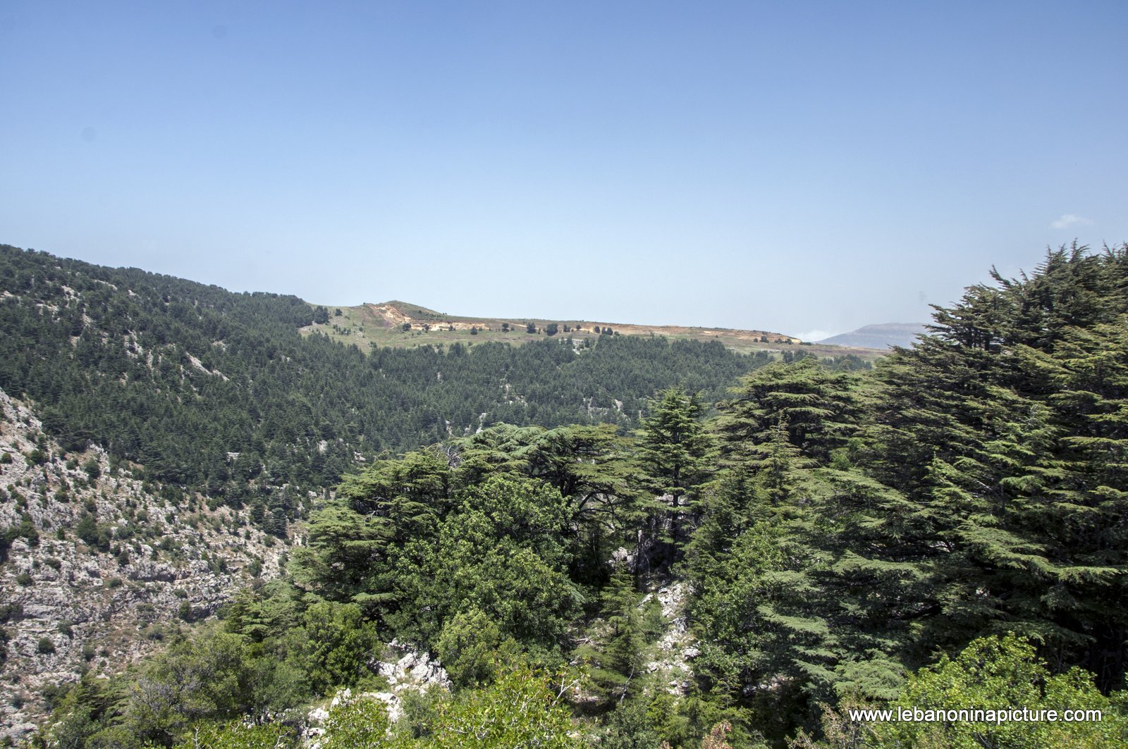Tannourine Cedar Reserve (Arz Tannourine)