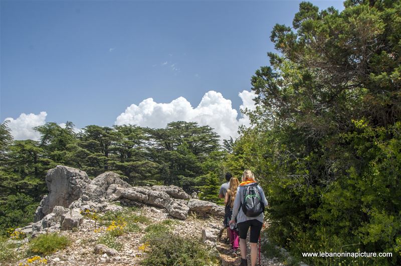 Tannourine Cedar Reserve (Arz Tannourine)