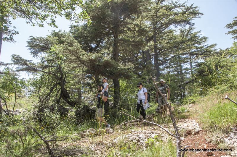 Tannourine Cedar Reserve (Arz Tannourine)