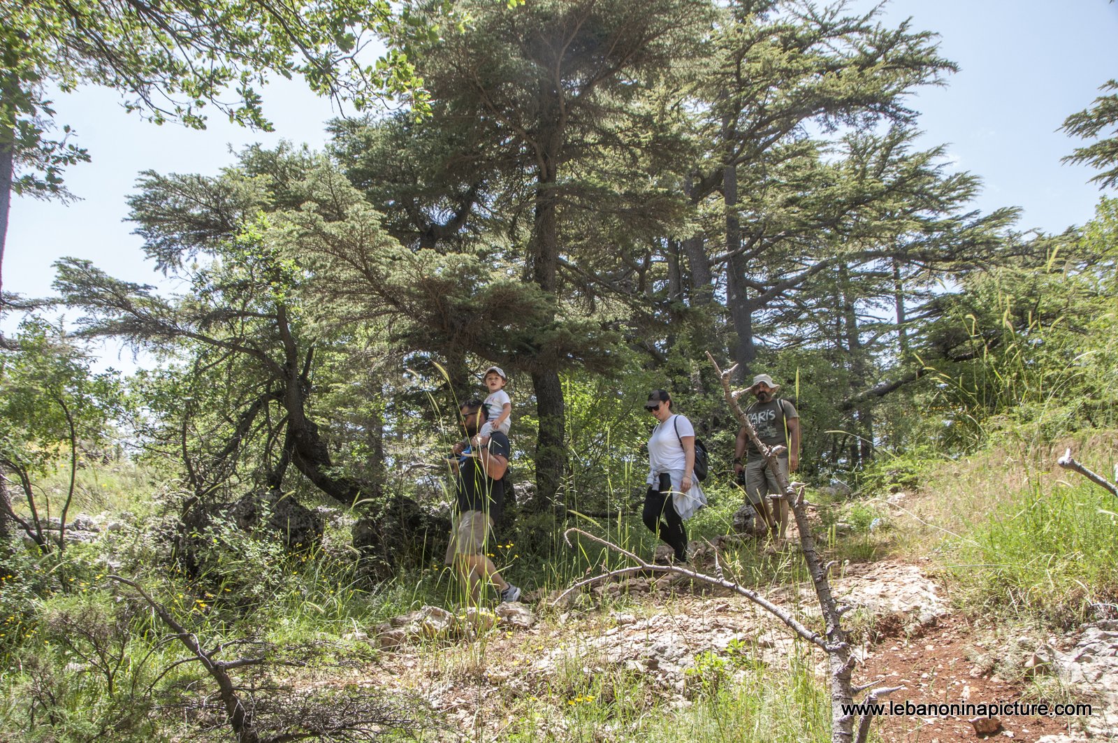 Tannourine Cedar Reserve (Arz Tannourine)