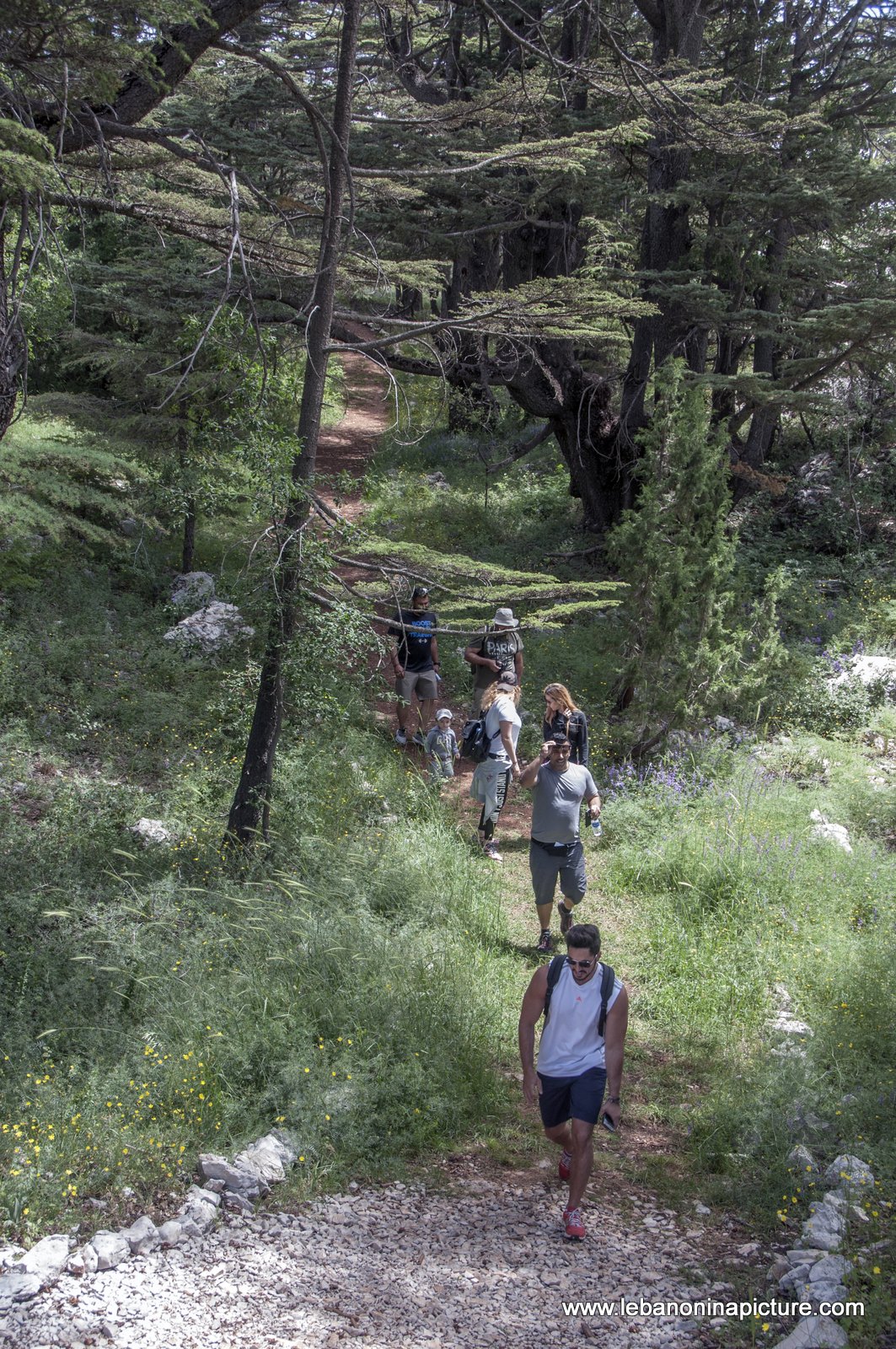 Tannourine Cedar Reserve (Arz Tannourine)