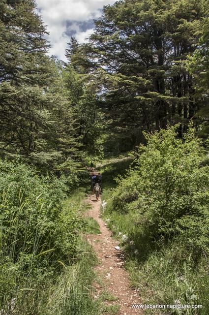 Tannourine Cedar Reserve (Arz Tannourine)