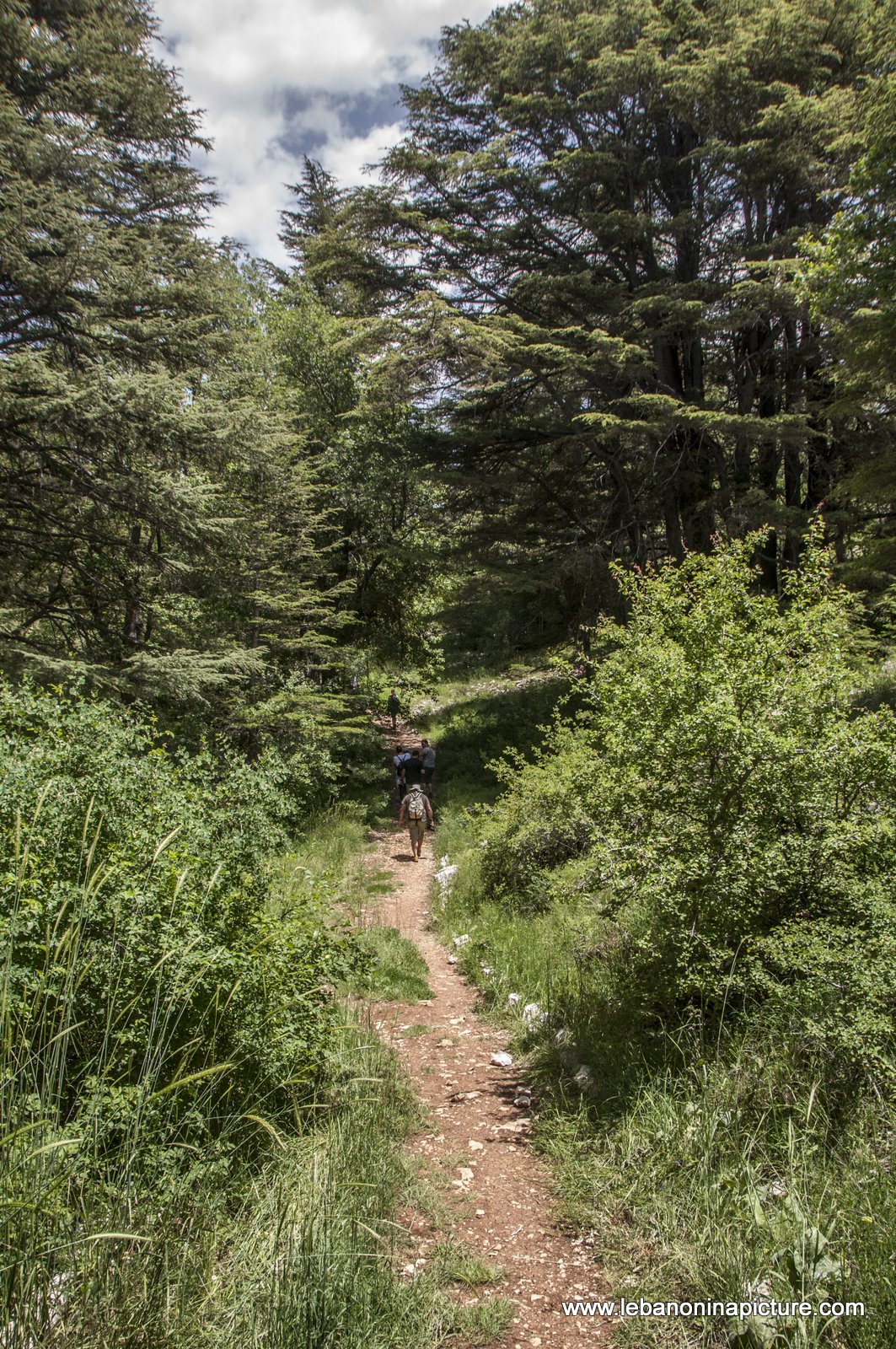 Tannourine Cedar Reserve (Arz Tannourine)