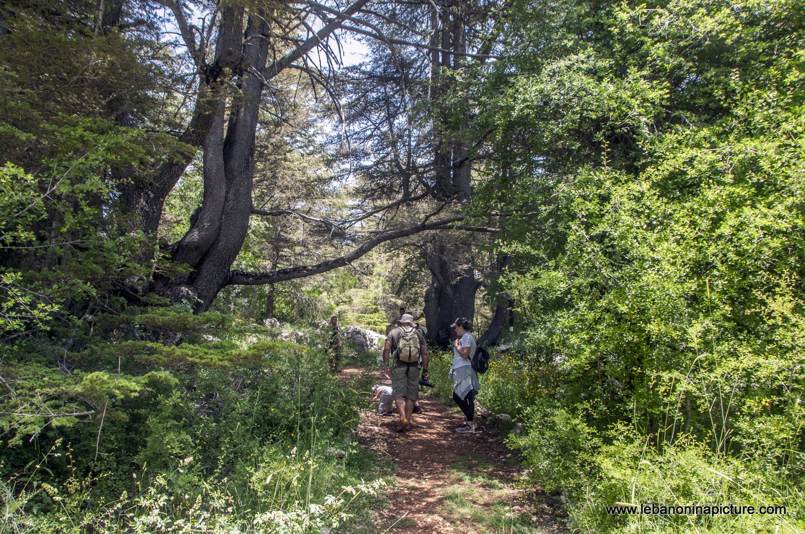 Tannourine Cedar Reserve (Arz Tannourine)