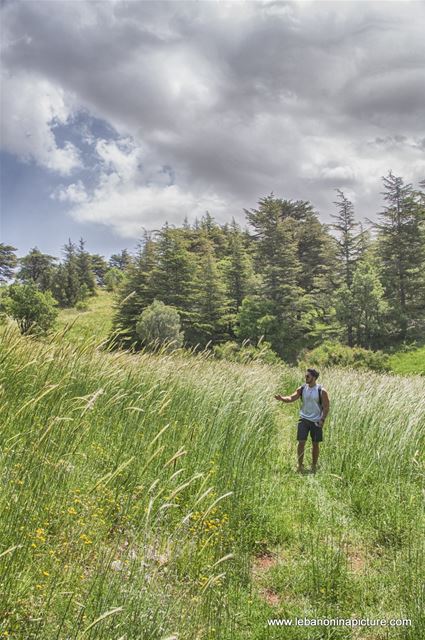 Tannourine Cedar Reserve (Arz Tannourine)