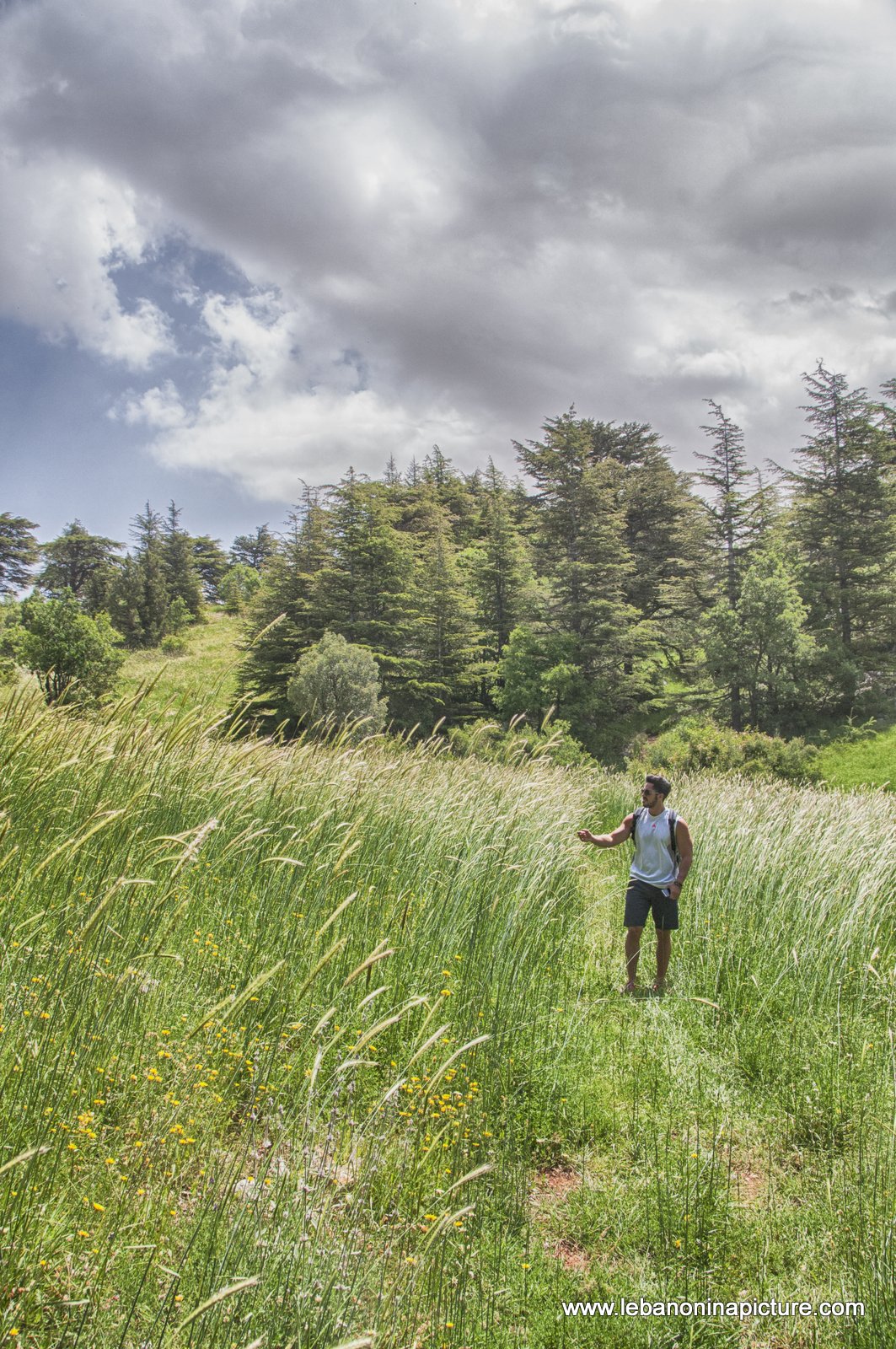 Tannourine Cedar Reserve (Arz Tannourine)