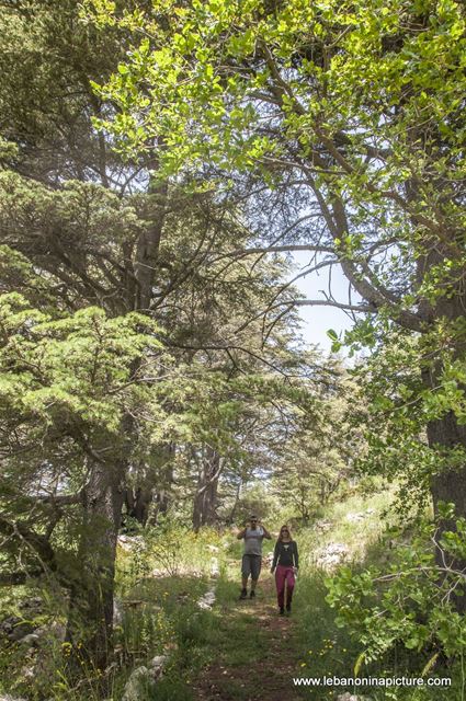 Tannourine Cedar Reserve (Arz Tannourine)