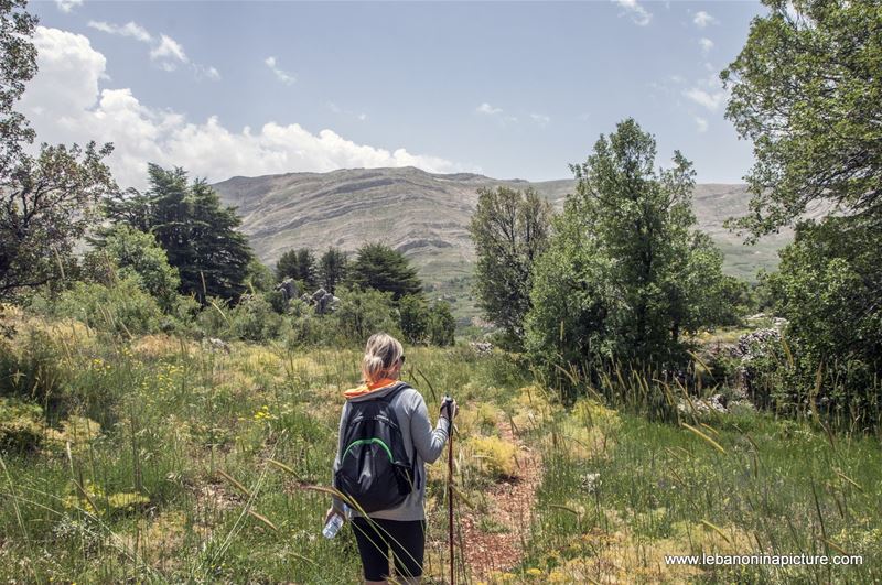 Tannourine Cedar Reserve (Arz Tannourine)