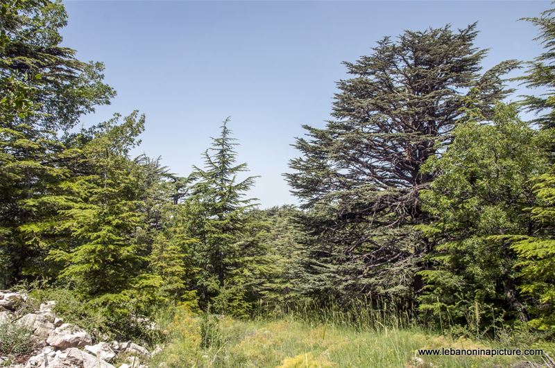 Tannourine Cedar Reserve (Arz Tannourine)