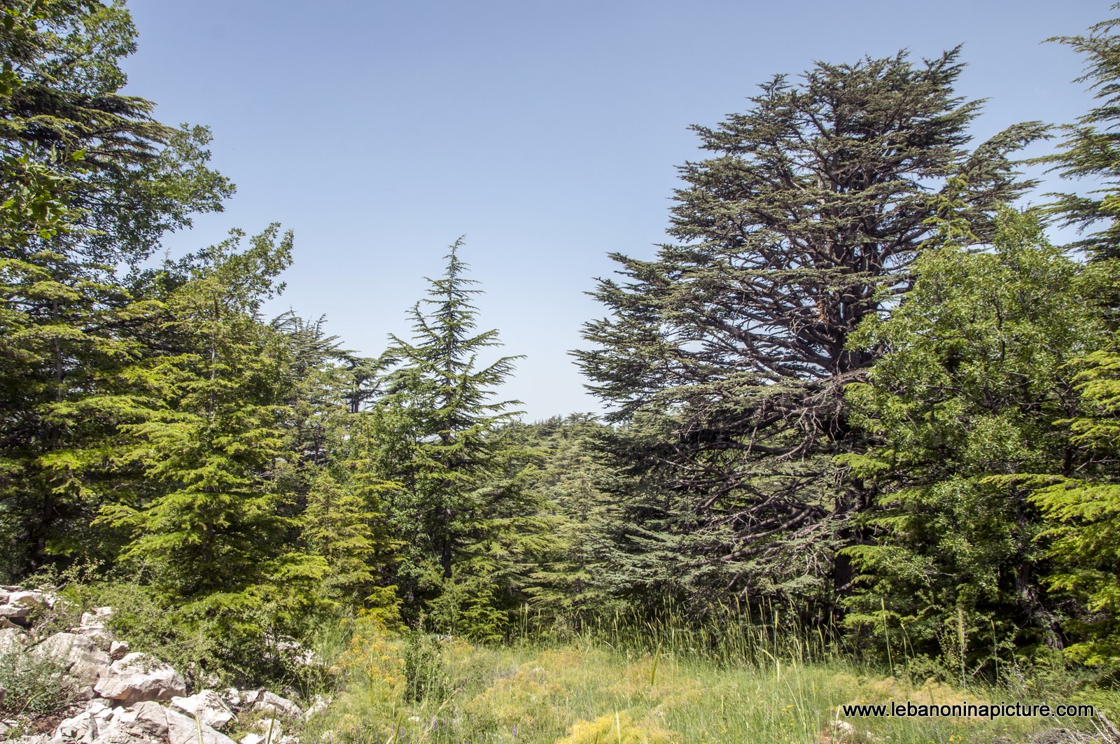 Tannourine Cedar Reserve (Arz Tannourine)