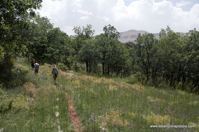 Tannourine Cedar Reserve (Arz Tannourine)
