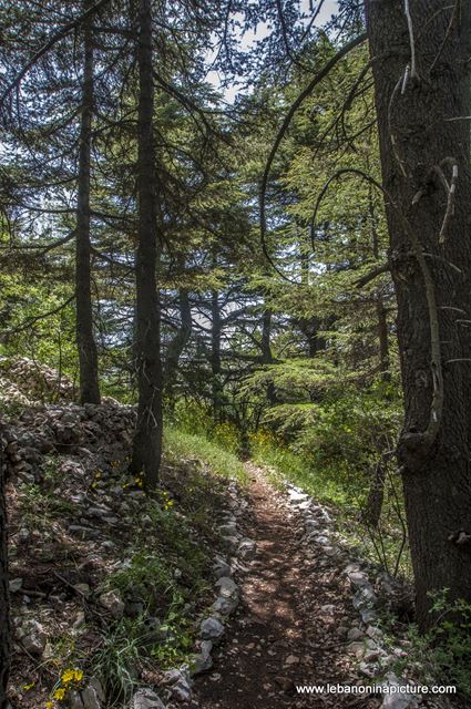 Tannourine Cedar Reserve (Arz Tannourine)