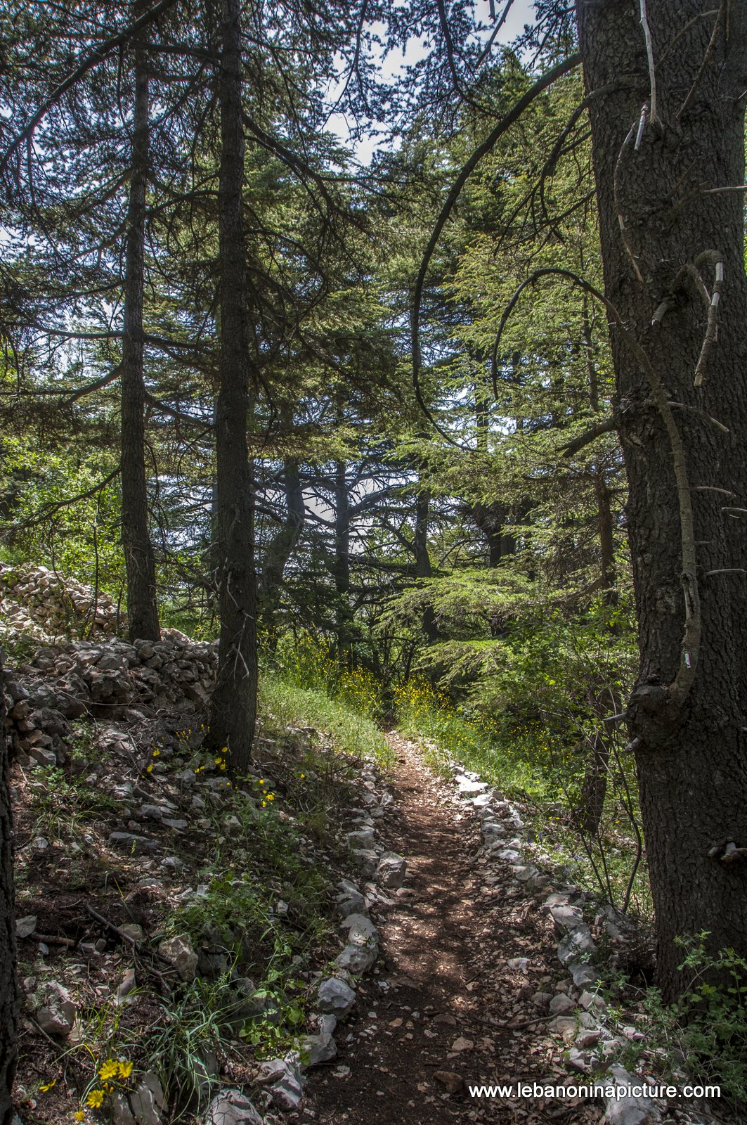 Tannourine Cedar Reserve (Arz Tannourine)