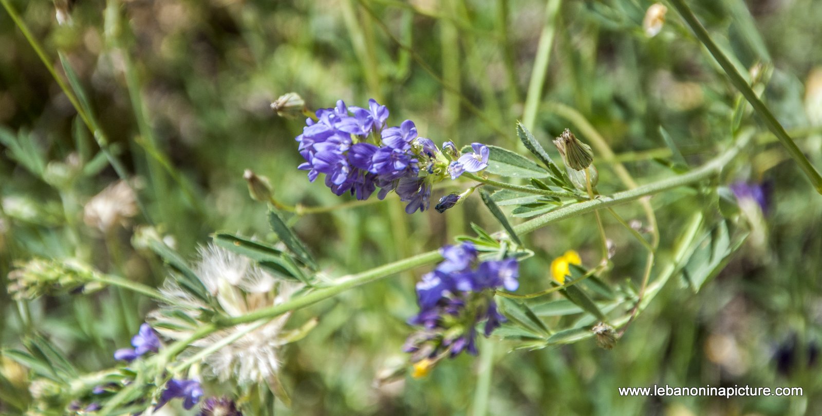 Tannourine Cedar Reserve (Arz Tannourine)