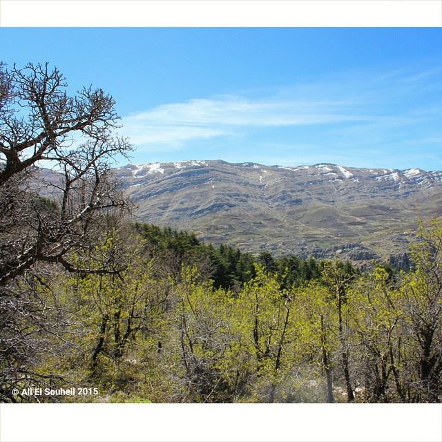  tannourine  forest  cedars  mountains  sky  skyporn  trees  lebanon ... (Ceders Tannourine Lebanon)