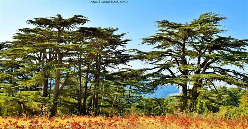  Tannourine nature reserve tannourinecedars  forest  naturalreserve ... (Arz Tannoûrîne)