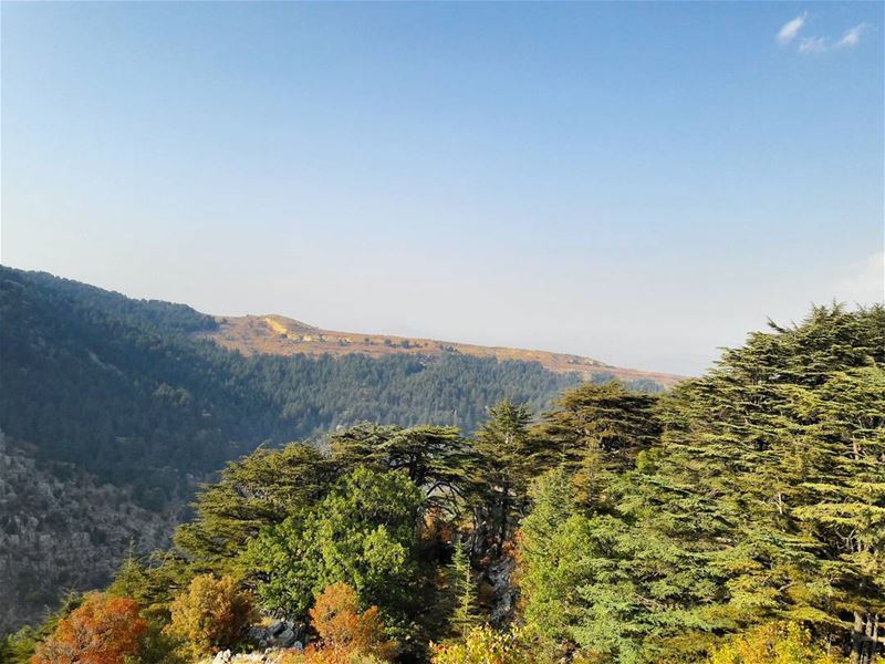 Tannourine's forest reserve 🌲🌲🌲  Tannourine   Batroun  HighMountains ... (Cedar Reserve Tannourine)