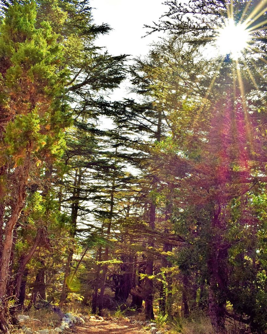 🌲☉🌲  tannourine   tannourinecedars  forest  naturalreserve  Lebanon  ... (Arz Tannoûrîne)