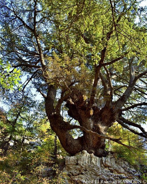 🌲  tannourine   tannourinecedars  forest  naturalreserve  Lebanon  ... (Arz Tannoûrîne)