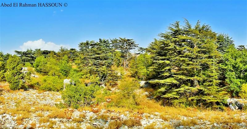  Tannourine 🌲 tannourinecedars  forest  naturalreserve  Lebanon  ... (Cedar Reserve Tannourine)