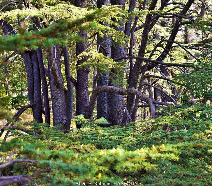  Tannourine 🌲 tannourinecedars  forest  naturalreserve  Lebanon  ... (Arz Tannoûrîne)