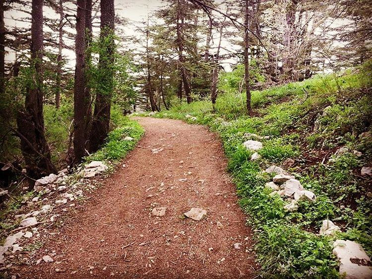  tanourine  hikingtrail  reserve  natureza  livelovelebanon ...