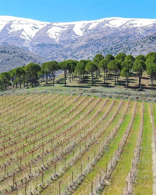 Tarde ensolarada nos belos campos de produção de vinho no Bekaa, Leste do... (Château Kefraya)
