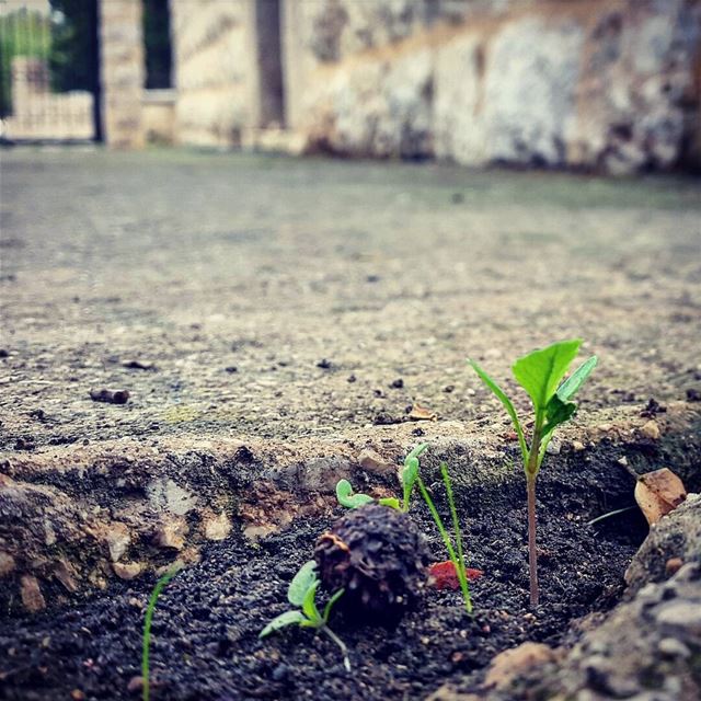 @tatiana_chahine  fall where there is peace there is love green rain... (Zgharta)