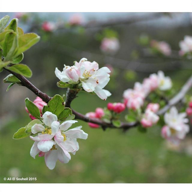  tb  aimar  apple  flower  blossom som  closeup  white  pink  curve  tree ... (Kousba)