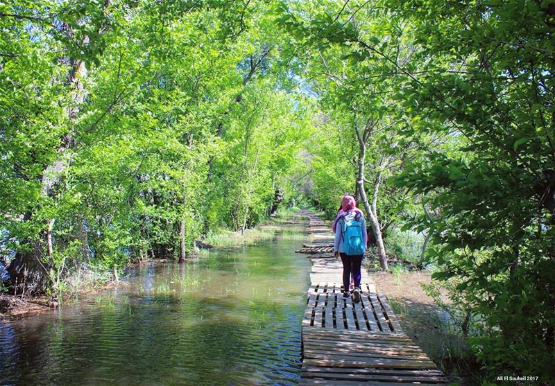  tb  ammiq  bekaa  nature  water  lake  trees  lebanon  colorful ... (`Ammiq, Béqaa, Lebanon)