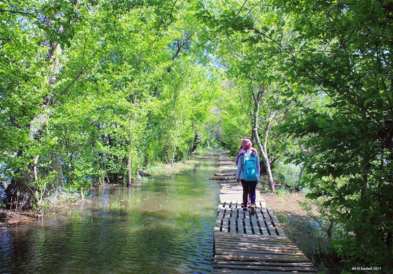  tb  ammiq  bekaa  nature  water  lake  trees  lebanon  colorful ... (`Ammiq, Béqaa, Lebanon)